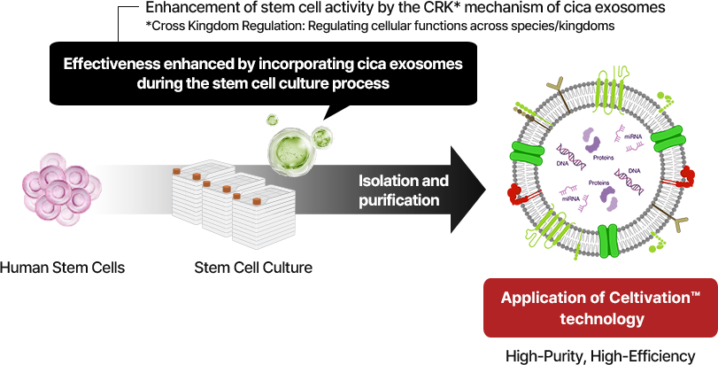 Illustration showing the stem cell culture process, exosome isolation and purification, and application of Celltivation technology